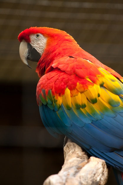 Scarlet macaw