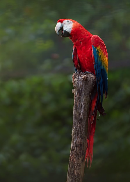 Scarlet Macaw