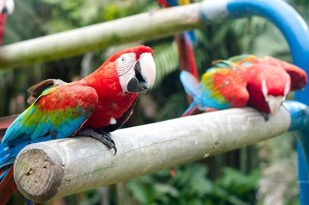 scarlet macaws perching on wood