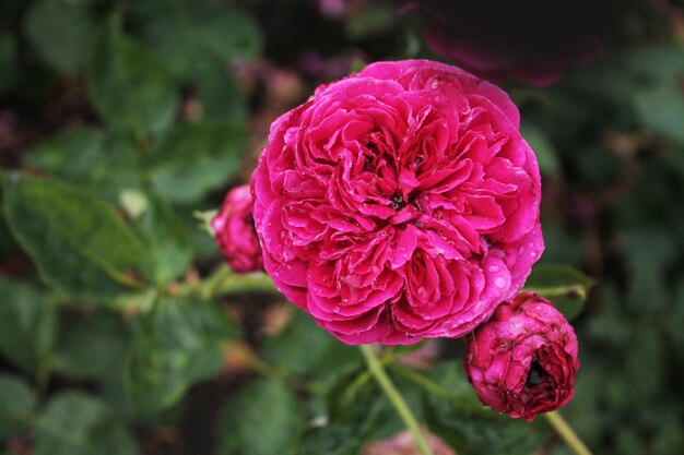 Scarlet Magic Rose Bud