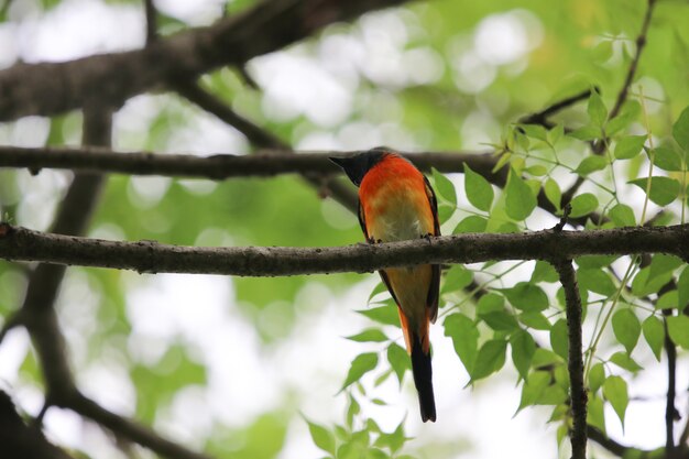 Scarlet minivet beautiful bird colorful feather freshness 