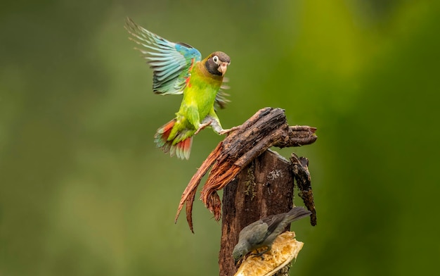 스칼 모트모트 (Scarlet motmot) 는 모모티데 (Momotidae) 과에 속하는 는 새로, 온두라스 북동부, 에도르 남서부, 볼리비아 북부, 브라질 서부에서 서식한다.