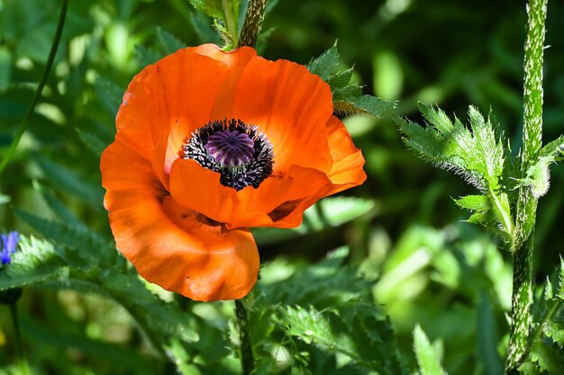 Scarlet poppies