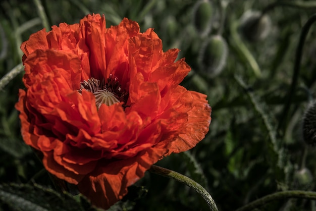 Scarlet poppy blossoms on a poppy field 