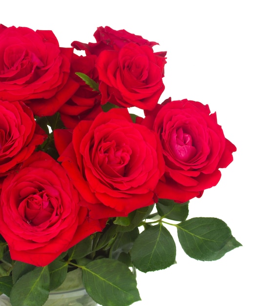 Scarlet red  fresh roses  close up  isolated