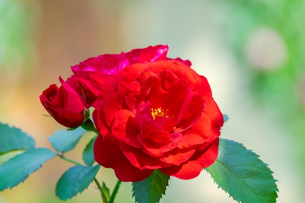 緑の背景に近距離で緋色の赤いバラの花
