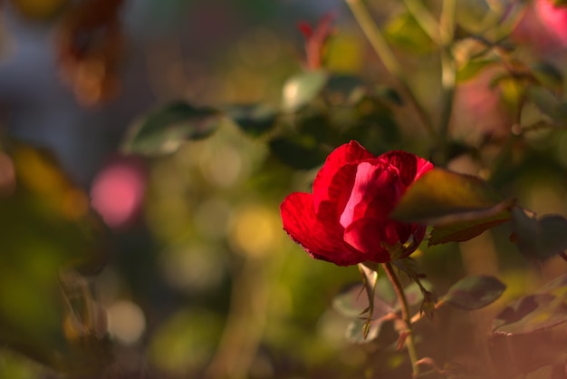 Scarlet rose bud rozenstruik in de herfsttuin laatste kleuren van de zomer selectieve focus bokeh wazig achtergrond