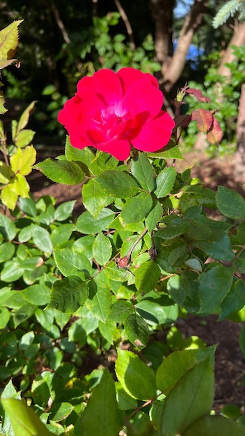 Scarlet rose on bush bloomed red rose on shrub