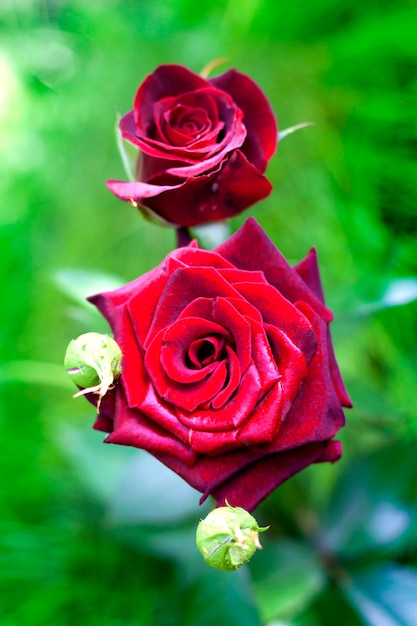 Scarlet rose closeup on green garden