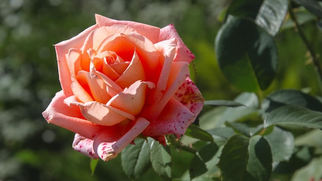 Scarlet Rose in de tuin op een warme herfstdag.