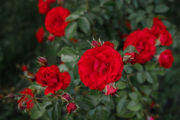 scarlet roses