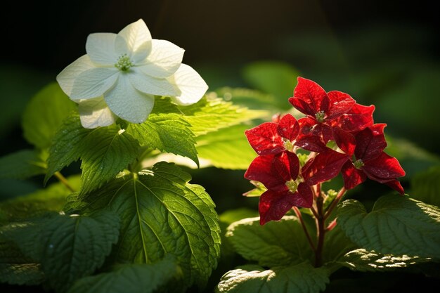 Photo scarlet shadows green white red photo