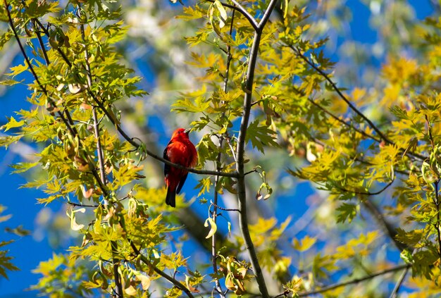 Scarlet tanager on a stop in their migration north