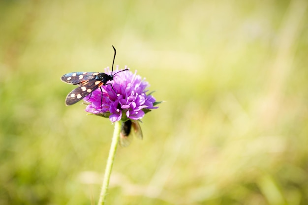 Scarlet tiger moth on clover flower close up