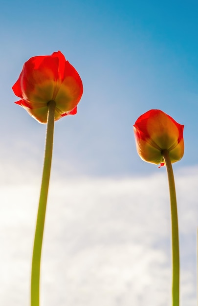 Алые тюльпаны, указывающие на небо Вид снизу