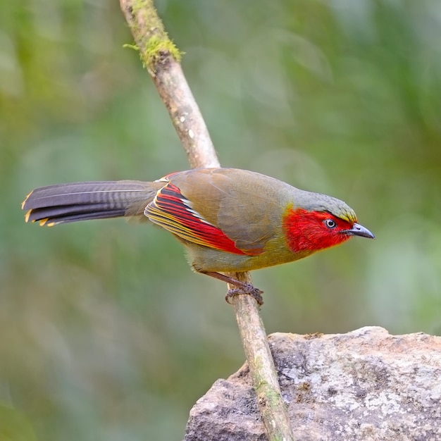 Photo scarletfaced liocichla