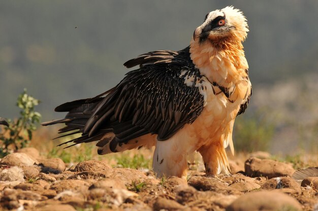 Photo scary bearded vulture bird in the rocky valley on a sunny day