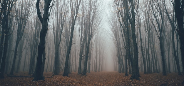 Scary forest with fog