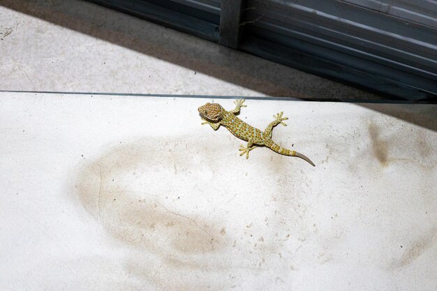 Scary Gecko climbs and sticks on the cement wall in toilet Sourteast Asia