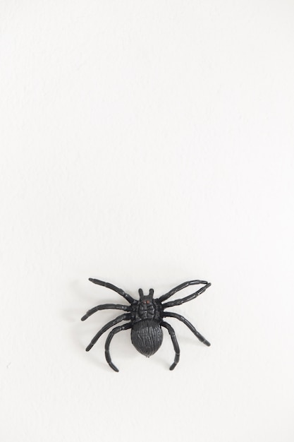 Scary plastic spider for halloween