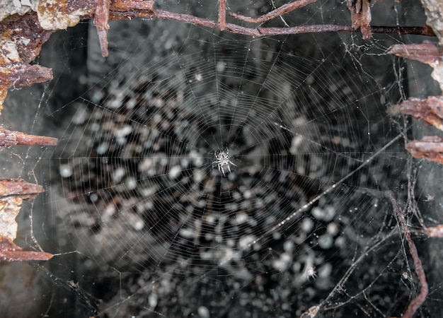 Photo scary predatory spider on a web