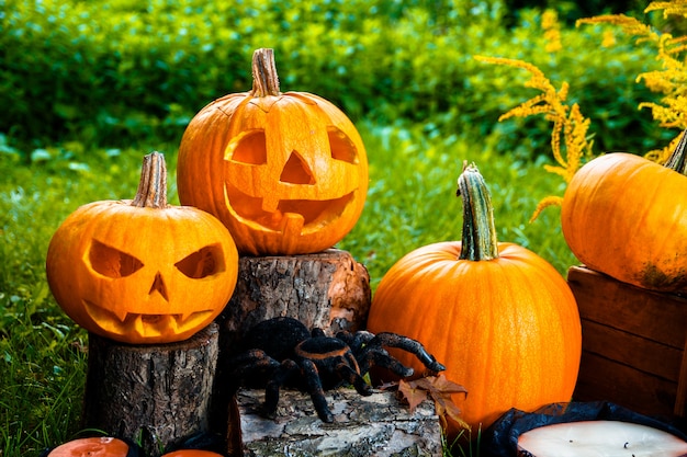 Scary pumpkin with a smile near candles and spider in green forest