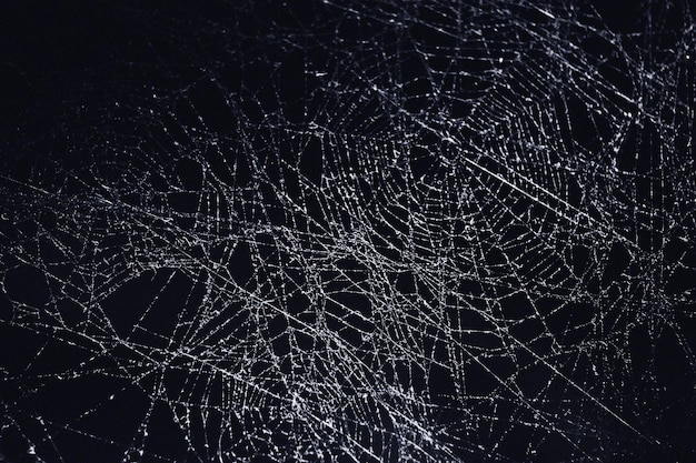 Scary Spiderwebs on dark black background