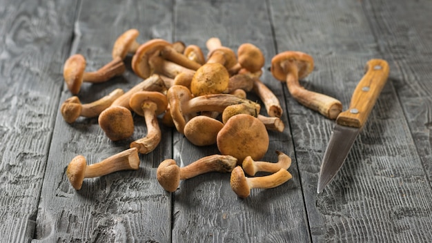 Scattered autumn forest mushrooms on the table and a knife with a wooden handle