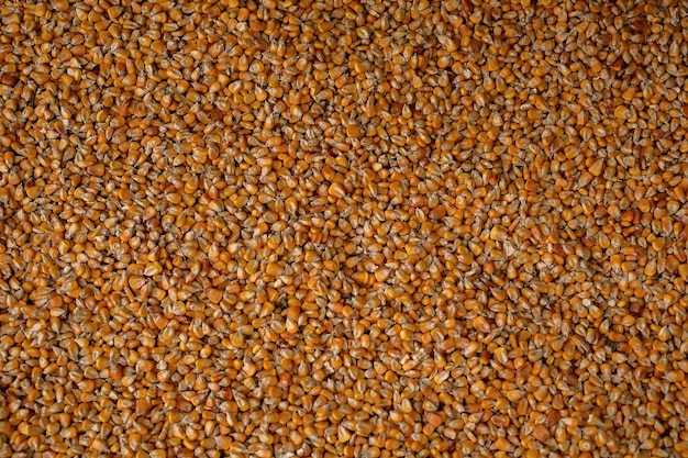 Scattered corn kernels, top view, flatley