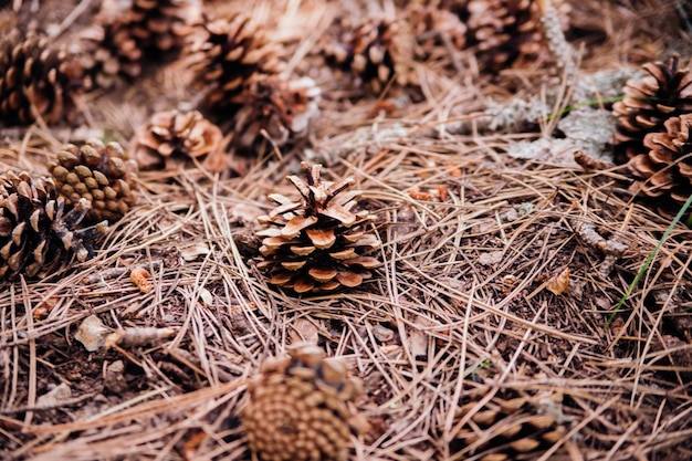 Photo scattered pine cones on the ground in the forest blurred background and bokeh selective focus beauty is in nature
