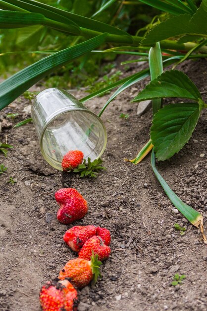 Scattered strawberry from glass beaker on the ground