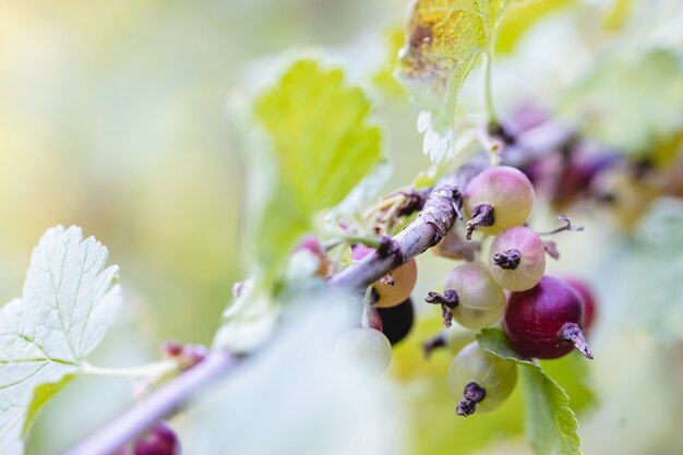 A scattering of ripening gooseberry berries on a bush branch