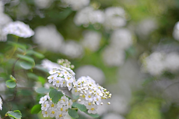 白い花の散らばりSpireaVanguttaまたはmeadowsweetホリデー春のコンセプトラブピースカードの背景