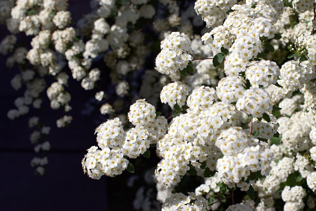 A scattering of white flowers Spirea Vangutta or meadowsweet The concept of holiday spring love peace Card Background