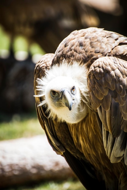 scavenger vulture resting on a branch