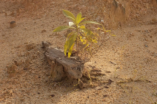 scene around the deserted land due to deforestation and earth mining