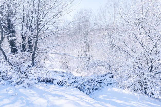 Scene of a beautiful snow covered winter garden