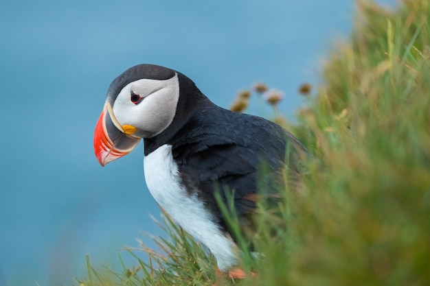 Scene of beautiful vibrant picture of atlantic puffins