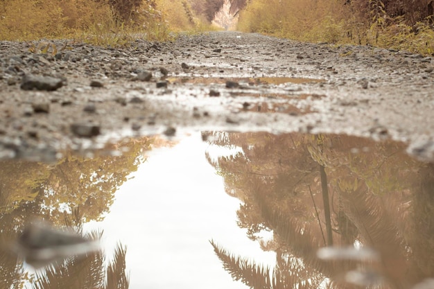 scene of dirty gravel and overgrowth by the puddle