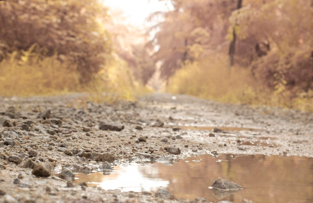 scene of dirty gravel and overgrowth by the puddle