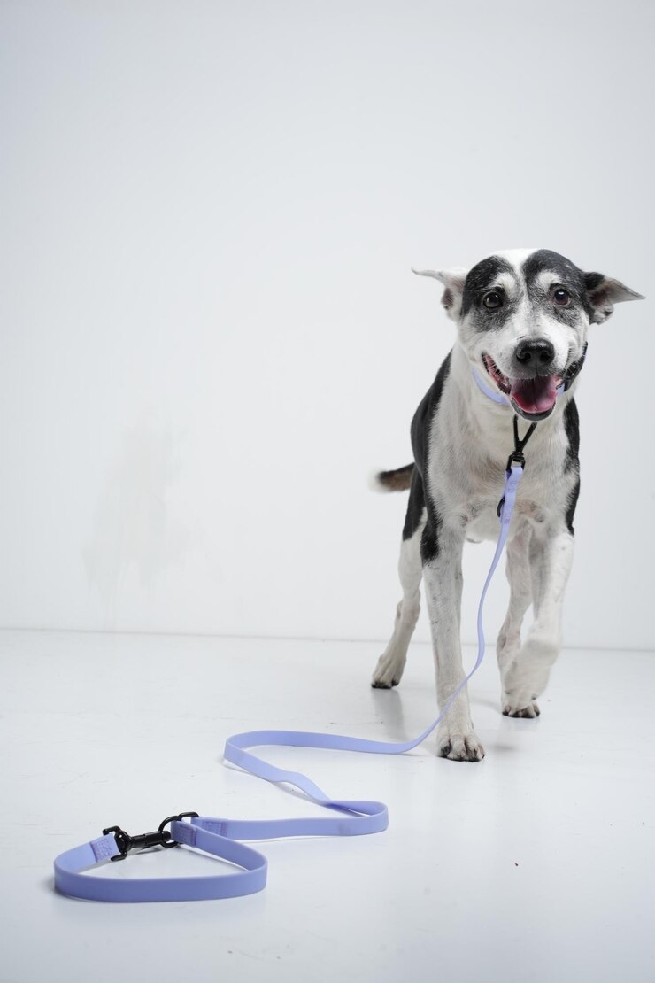 behind the scene dog photoshoot for product leash