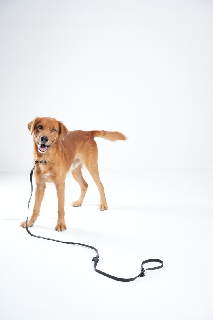 behind the scene dog photoshoot