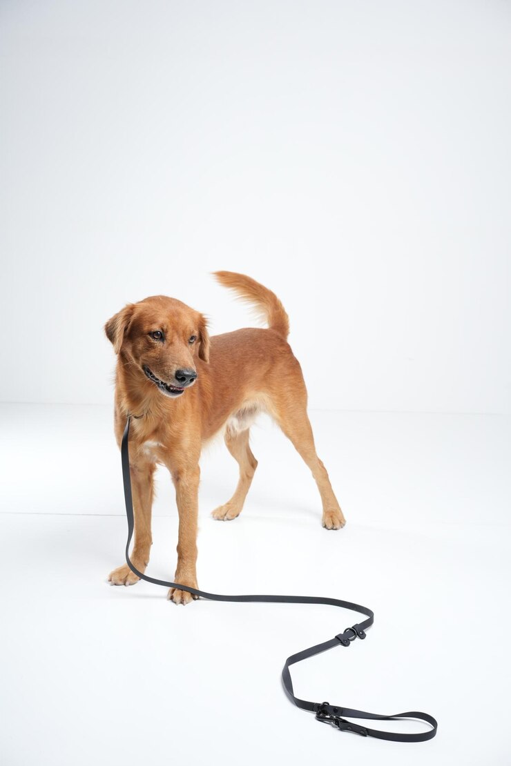 behind the scene dog photoshoot