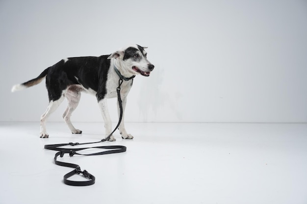 犬の写真撮影の舞台裏