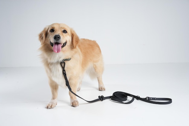 犬の写真撮影の舞台裏