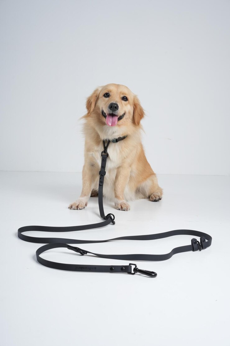 behind the scene dog photoshoot