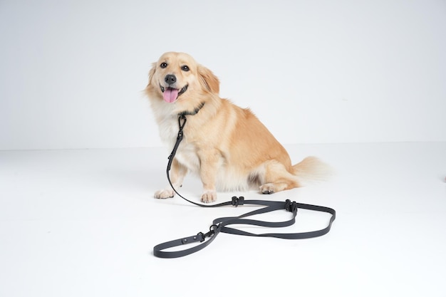 behind the scene dog photoshoot