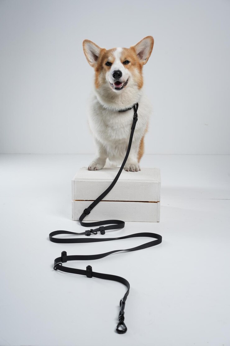 behind the scene dog photoshoot