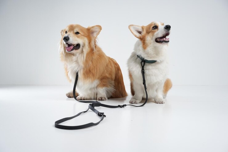 behind the scene dog photoshoot