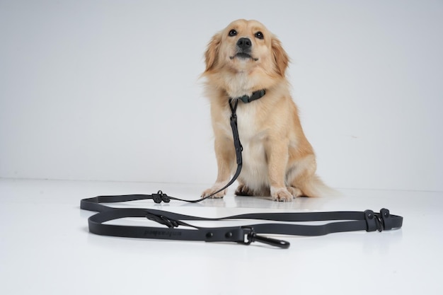 behind the scene dog photoshoot